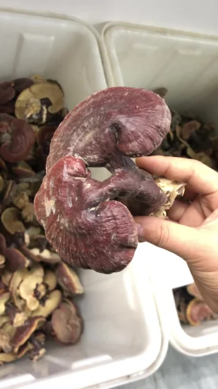 도매 reishi 포자 분말, 벽 깨진 Ganoderma lucidum 포자 분말